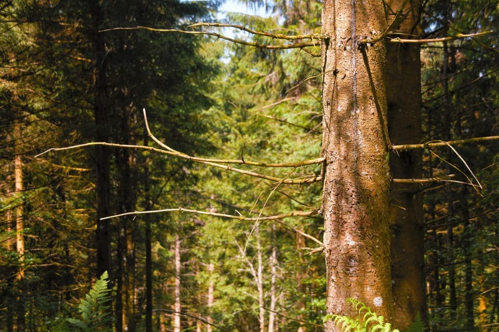 foret de sapin à la lumière d'une après-midi d'été